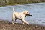 LABRADOR 198